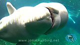 Click for video preview
(Opens in new window) Click for video preview
(Opens in new window)